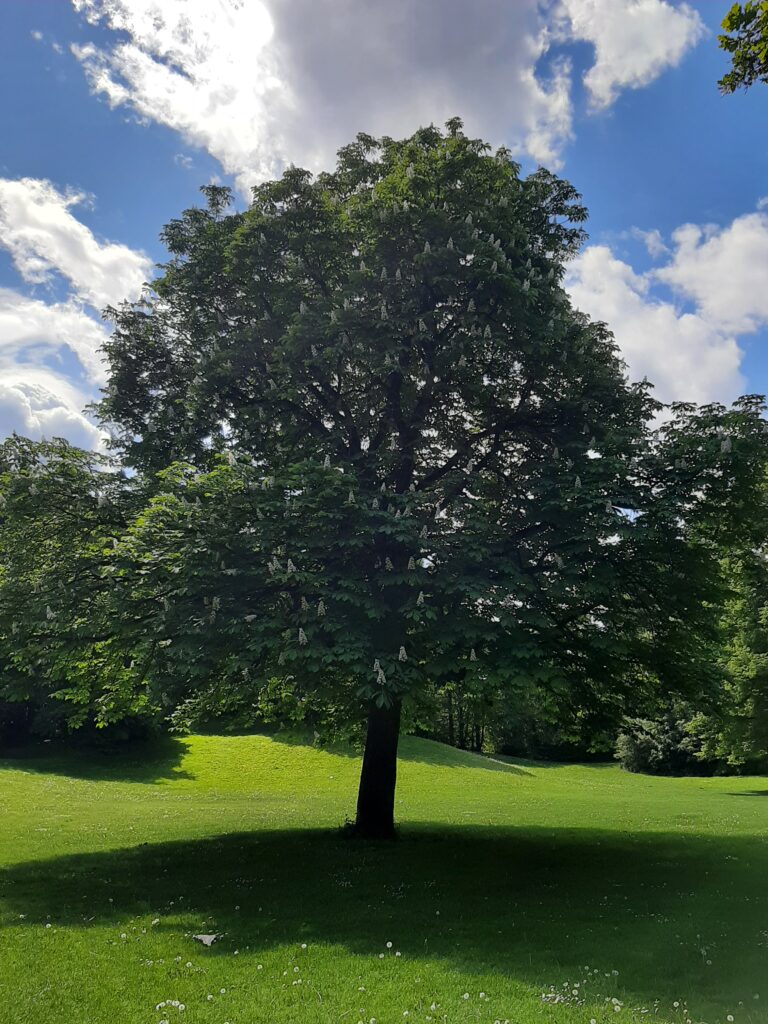 Gewöhnliche Rosskastanie
